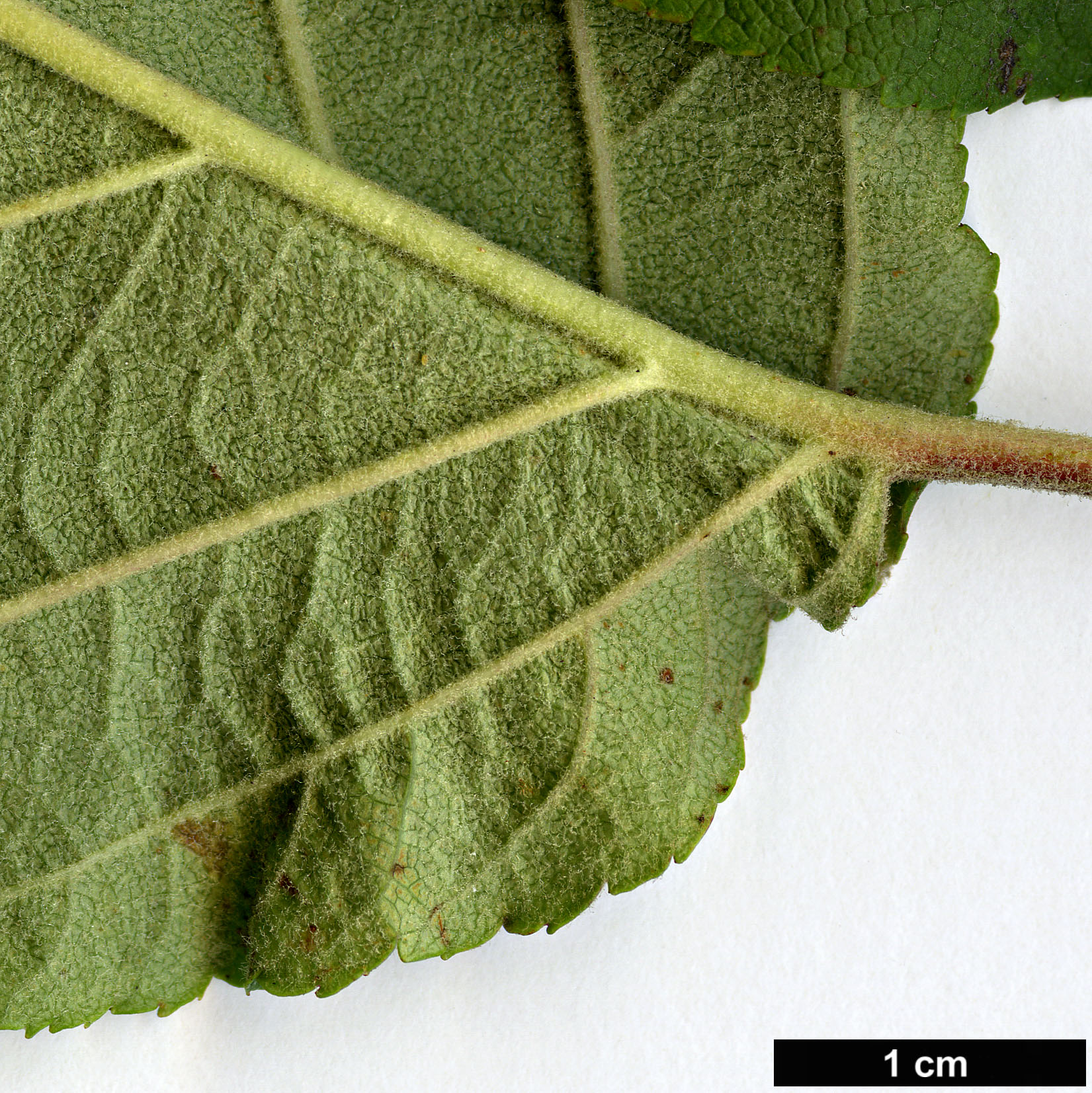 High resolution image: Family: Rosaceae - Genus: Malus - Taxon: yunnanensis - SpeciesSub: var. veitchii